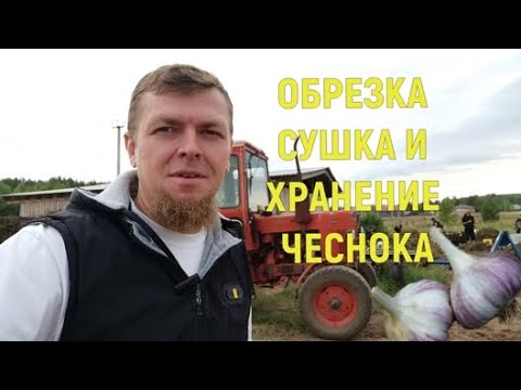 Видео: ДОРАБОТКА ЧЕСНОКА ПОСЛЕ ВЫКОПКИ