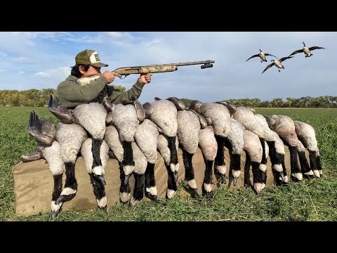 Видео: Охота на гусей на люцерновом поле для городских гудящих птиц!