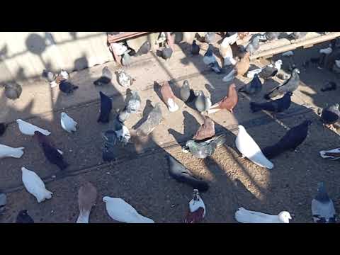 Видео: 3 ноября 2025 г.