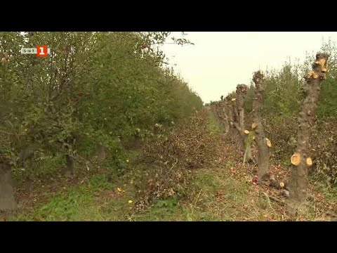 Видео: Кралят на ябълките изкоренява градините си, "Бразди" - 29.10.2022