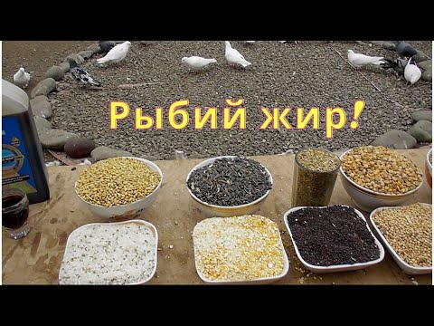 Видео: Зимний рацион наших голубей!