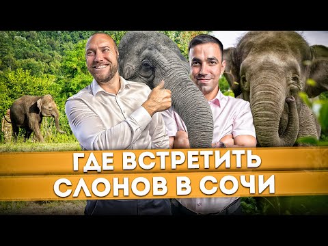 Видео: Слоны проводят отпуск в Сочи! Где увидеть слонов в Сочи | Парк Слонов в Сочи | Ужин со слонами