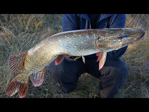 Видео: Вот так съездил с женой на рыбалку. Дерзкие поклевки щуки