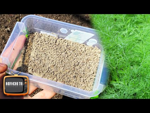 Видео: Посійте так кріп, і швидкі сходи гарантовані! Як отримати гарний врожай кропу!