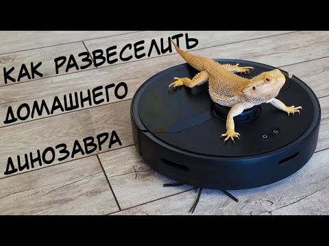 Видео: Один день из жизни дракона. Бородатая агама гуляет в лесу и купается в бассейне.