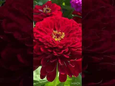 Видео: ПРЕКРАСНЫЕ ЦИННИИ НА ДАЧЕ 🌸🌺🌼