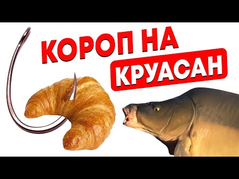 Видео: ШАЛЕНА рибалка! Ловлю коропа ЗДОРОВЕННОГО на ПАСТУ і КРУАСАН!