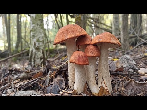 Видео: Это просто ГРИБНОЕ БЕЗУМИЕ!!! Хоть КОСОЙ КОСИ ГРИБЫ!!! Осенний сбор грибов