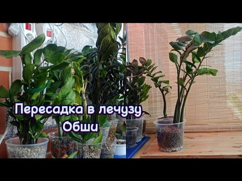 Видео: Пересадка замиков в Лечузу 🪴 #долларовоедерево #замиокулькас #замиокульт