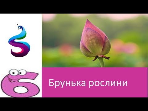 Видео: Брунька рослини