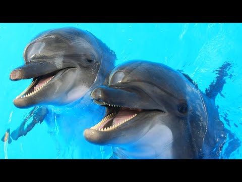 Видео: Почему дельфины не такие милые и добрые, как многие думают