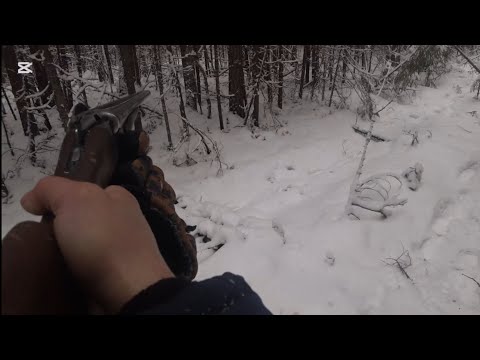 Видео: Охота на зайца с русско пегой гончей 8.12.24