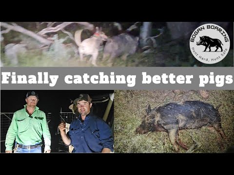 Видео: Наконец-то поймал лучших свиней