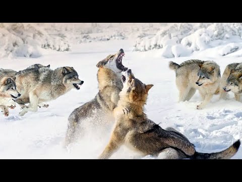 Видео: Вот что бывает, когда встречаются две СТАИ Волков!