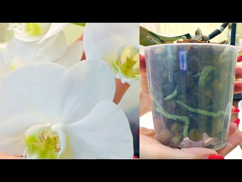 Видео: От орхидеи остался пенек? НЕ БЕДА! Вот, что я делаю. 🙂🌺 Пересадка орхидеи.