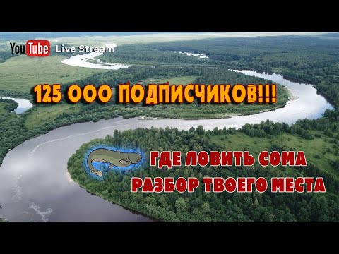 Видео: 🔴 СТРИМ - Показываю где ловить сома | 125000 подписчиков!!!