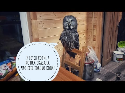 Видео: Сова Кофи и кошка Морошка кутили на кухне в наше отсутствие. Артём гвозди мне засверлил!