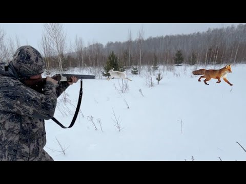 Видео: Зрелищные Выходы Зверей. Шикарный день на Охоте зимой!!!