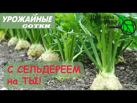 Видео: Страшно полезный 💚 СЕЛЬДЕРЕЙ! Маленькие хитрости большого урожая!