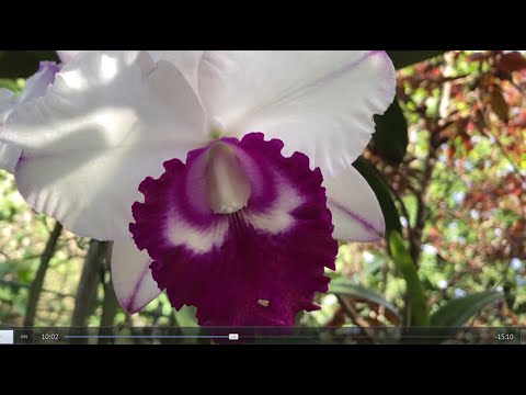 Видео: Цветение Каттлей в Холодное Время Года. Rlc. Liu’s Joyance, Rlc. Chief Journey, C. Florence Lin, 🥳