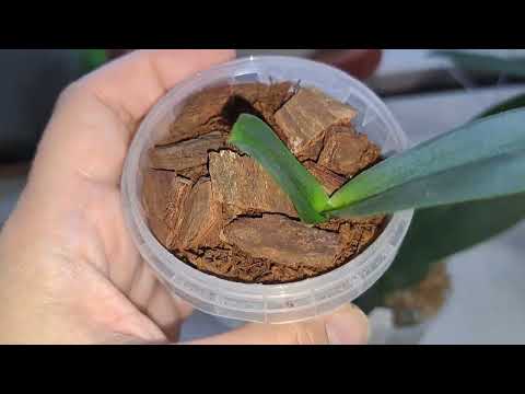 Видео: Про получение деточек на орхидеях и применение цитокининовой пасты.🍀🌱🪴