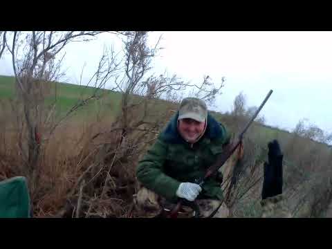 Видео: Охота на огаря в Ставропольском крае на полях озимых  в декабре 2022!