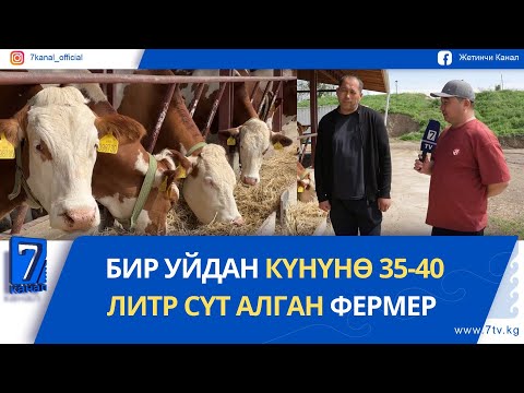 Видео: БИР УЙДАН КҮНҮНӨ 35-40 ЛИТР СҮТ АЛГАН ФЕРМЕР