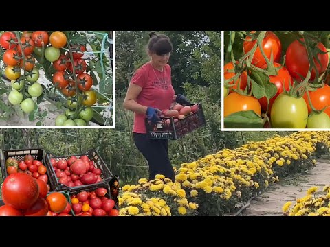 Видео: Собираю Урожай Помидоров Не ВКУСНЫЕ НЕ ВЫРАЩИВАЮ