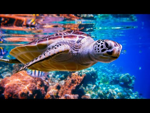 Видео: Шум моря 🐢 музыка, расслабляющая водных животных🐋 музыка  лечащая нервы и помогающая заснуть