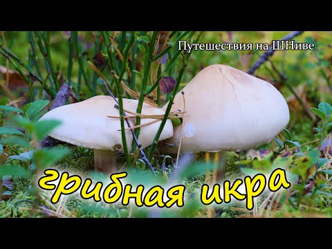 Видео: Грибная икра. Пришло время попробовать.