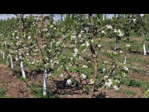 Видео: Бактагы жазгы жумуштар