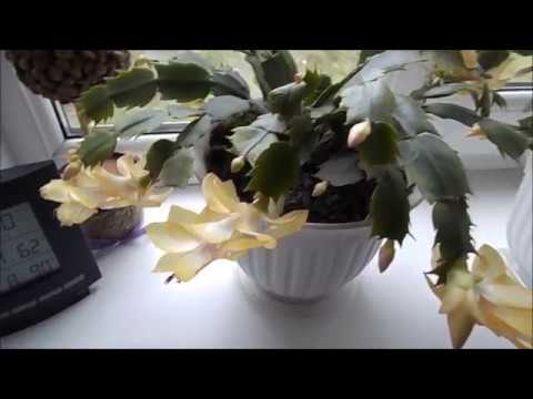 Видео: Как отличить Шлюмбергеру от Рипсалидопсиса