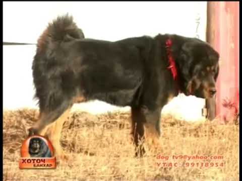 Видео: Hotoch banhar 3 (Хоточ банхар нохойны нэвтрүүлэг)