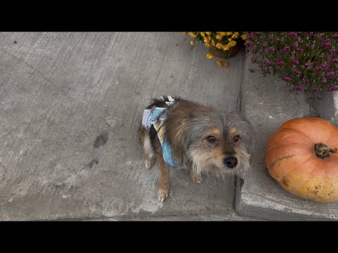 Видео: Що купили на базарі? Снідаємо. Наша Кармуся