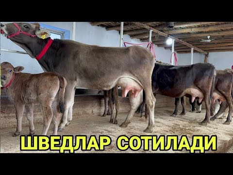 Видео: АРЗОНЧИ АКАДАН ТОЗЗА ГЕРМАНИСКИ ШВЕДЛАР 3 БОШЛИ СИГИРЛАР СОТИЛАДИ SOTILADIGON SIGIRLAR 14 ноября