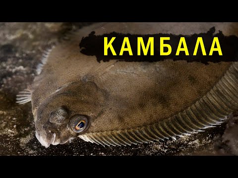 Видео: КАМБАЛА. Единственная рыба, способная выжить в Марианской впадине!