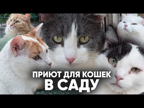 Видео: ЖИЗНЬ КОШЕК В  САДУ. Как живут кошки приюта "ЛИС" в саду.