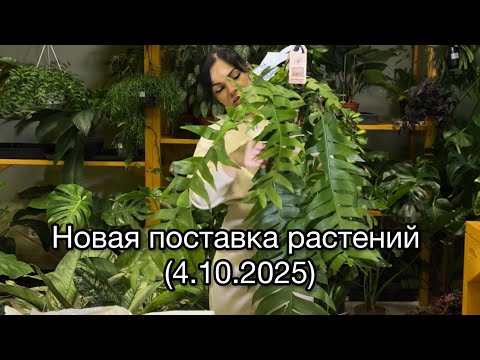Видео: ОБЗОР, распаковка поставки растений из  Голландии🌱
