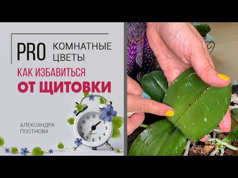 Видео: Щитовка: как выглядит, где прячется, как избавиться. Вредители растений. Спасаем фаленопсис.