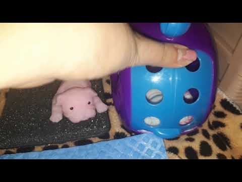 Видео: купание сквиши собак