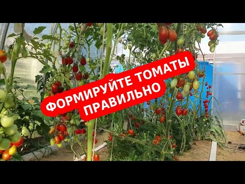 Видео: Формирование томатов в 1-2-3 стебля. Как обрезать листья и пасынки томатов