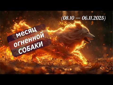Видео: Бежит, лает или кусает? Октябрь 2025: прогноз на месяц по Ба Цзы, Ци Мень и Феншуй
