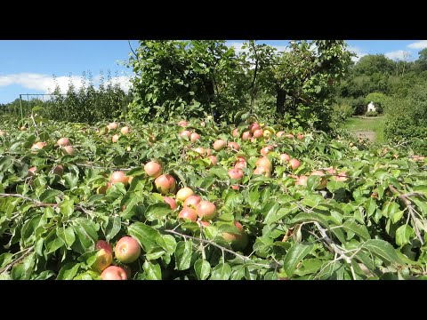 Видео: Прогулка в Сан-Суси на Печерске) Среди Яблонь и Плодов. Формовый Сад в БотСаду им. Гришко. 12августа