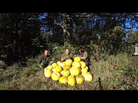Видео: ХУТОР в ЛЕСУ на КРАЮ БОЛОТА. ЖЕЛАЮ ВСЕМ ТАКИХ ДРУЗЕЙ! №214