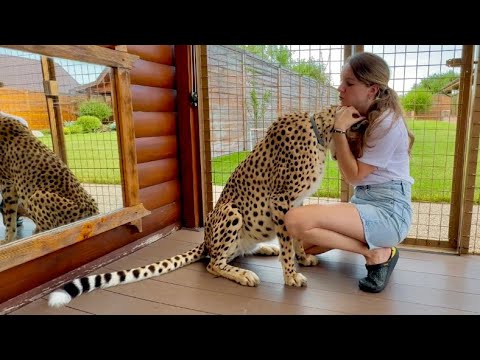 Видео: Гепард Герда встретила Машу после долгой разлуки.
