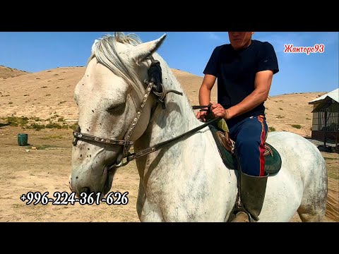 Видео: Кыргыз жылкы  Жалал-Абат. 8 октября 2025 г.