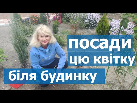 Видео: Як садити платикодон