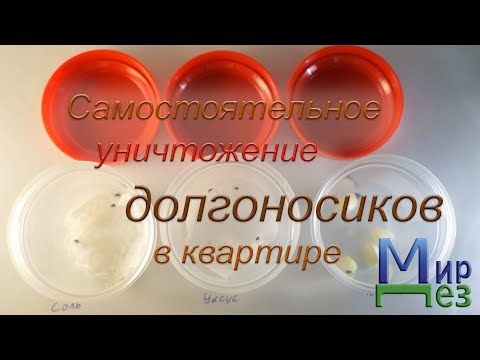 Видео: Самостоятельное уничтожение долгоносиков в квартире