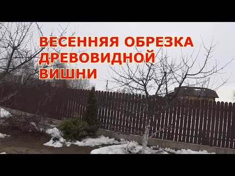 Видео: ОБРЕЗКА ВИШНИ ВЕСНОЙ. "РУБИМ ХВОСТ ПО ЧАСТЯМ". ПОЧЕМУ ТАК?