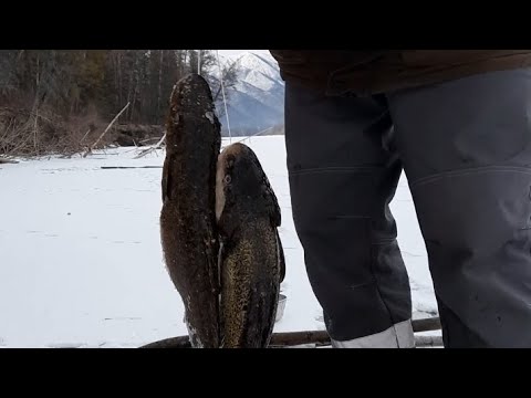 Видео: Тычки на налима.4 крайняя провека и самая удачная.